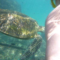 Swimming with sea turtles